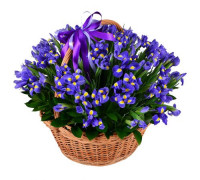 101 iris in a basket