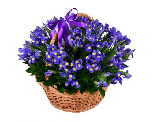 101 iris in a basket