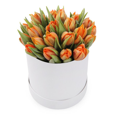 25  tulips in a box 