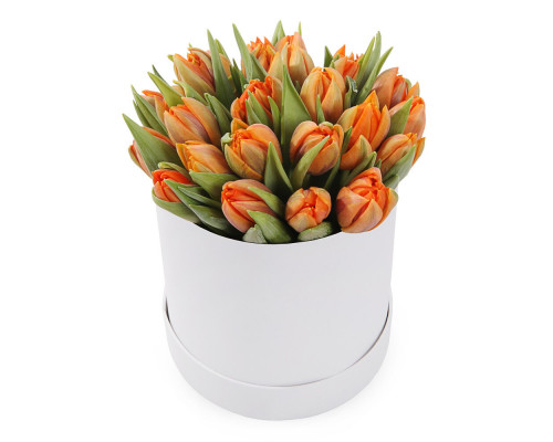 25  tulips in a box