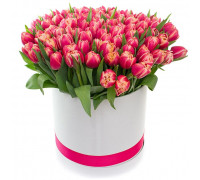 75 tulips in a box