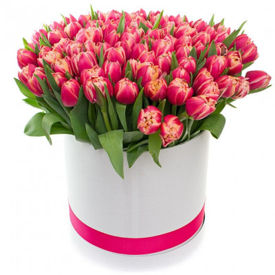 75 tulips in a box