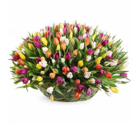 Basket of 175 tulips
