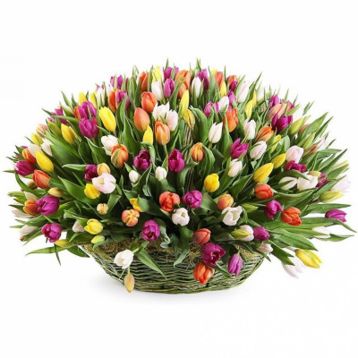 Basket of 175 tulips